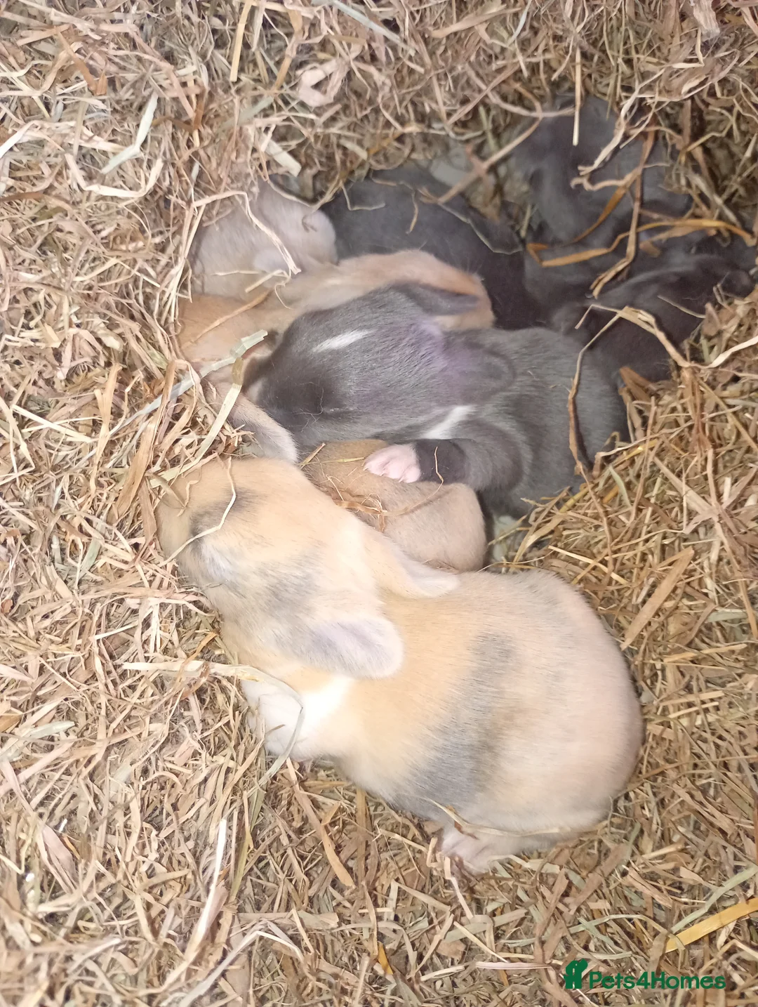 Mixed Breed rabbits for sale: Beautiful baby bunnies  - Advert 1