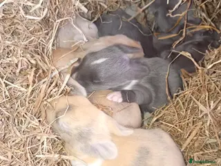 Mixed Breed rabbits Beautiful baby bunnies - Advert 1
