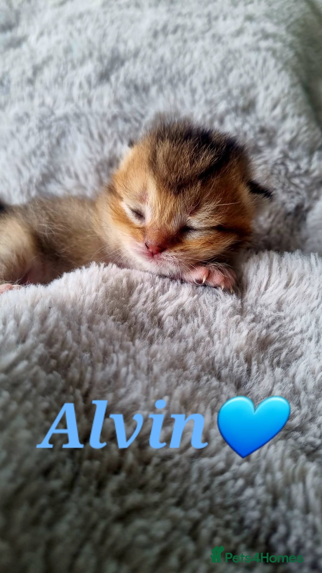 Scottish Fold cats for sale: TICA REGISTERED SCOTTISH BABIES  - Image 19