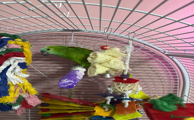 Parrots birds - Advert 1