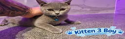 British Shorthair cats for sale: 🐾 Beautiful British Blue Kittens Available! 🐾💙 - Advert 8