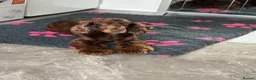 Cocker Spaniel dogs for sale: Show type cocker spaniels KC  - Advert 27