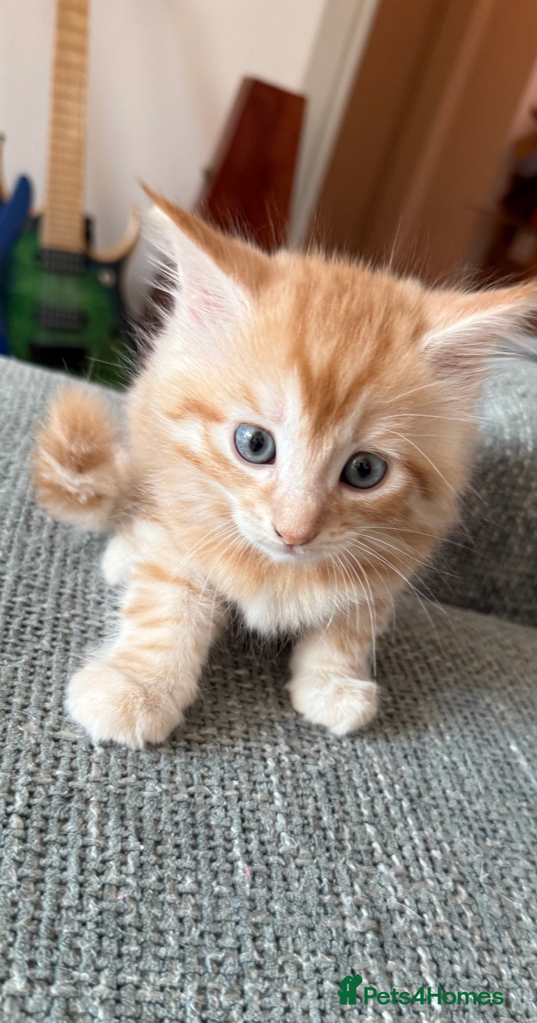 Mixed Breed cats for sale: Ginger Boy Ready for New Home  - Advert 4