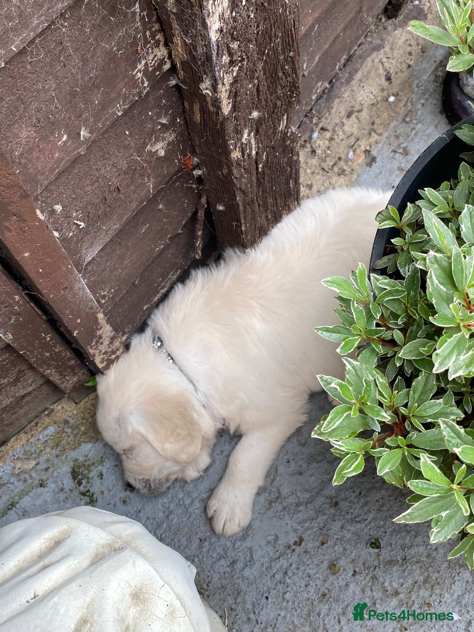 Golden Retriever dogs KC registered cream golden retriever  - Advert 2