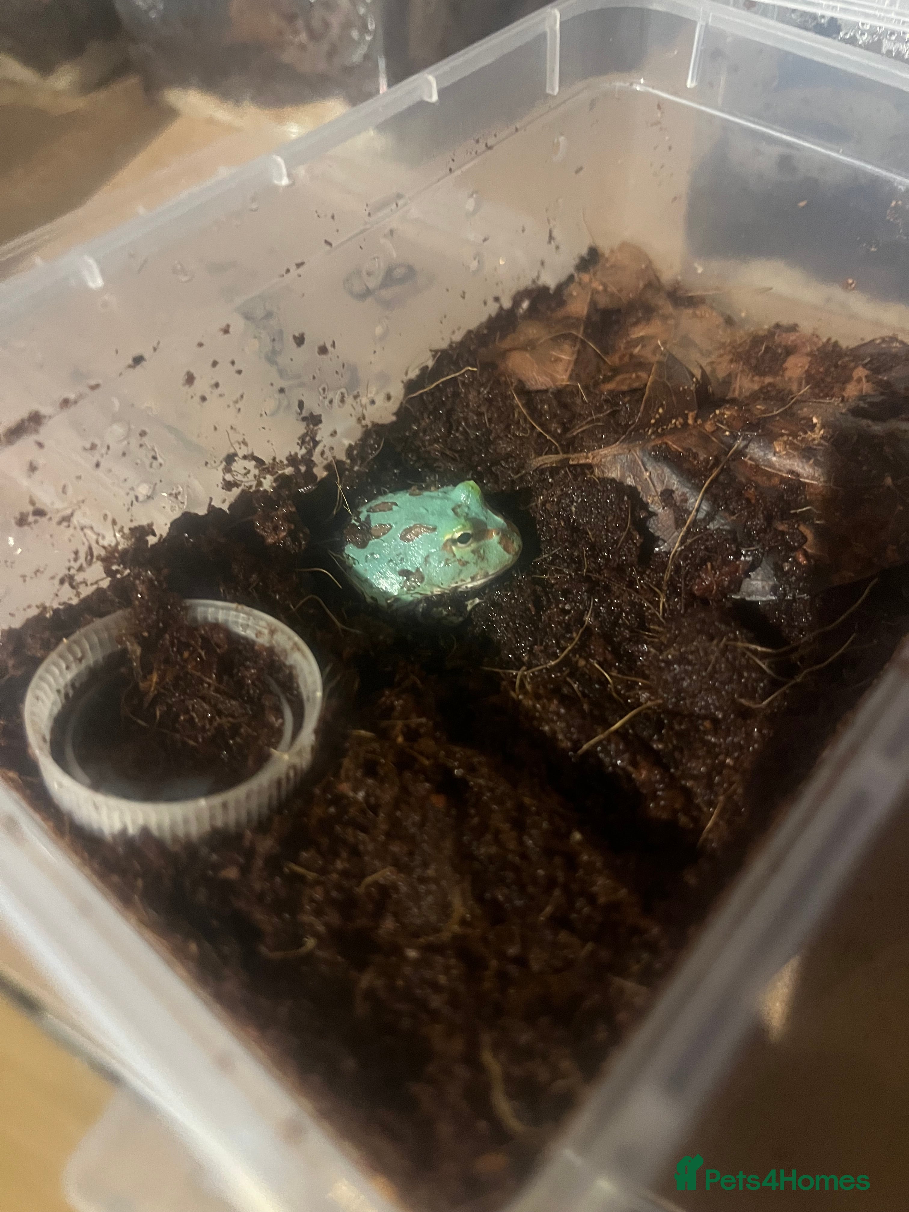 Frog reptiles Baby PAC Man frogs - Advert 4