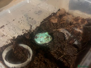 Frog reptiles Baby PAC Man frogs - Advert 2