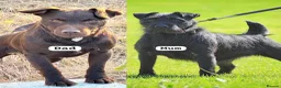 Patterdale Terrier dogs for sale: Patterdale puppies  in Wisbech - Advert 2
