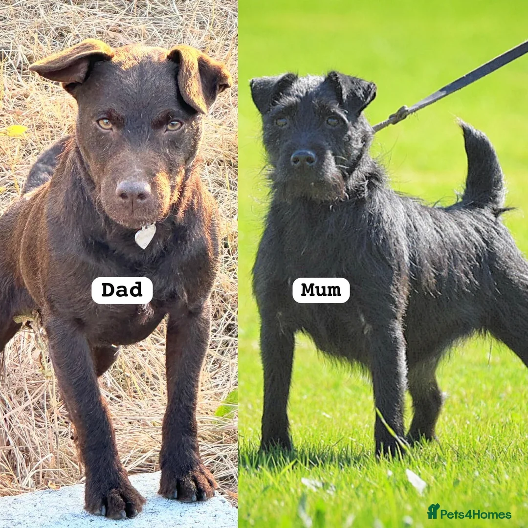 Patterdale Terrier dogs for sale: Patterdale puppies  in Wisbech - Advert 2
