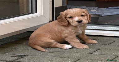 Cocker Spaniel dogs - Advert 14