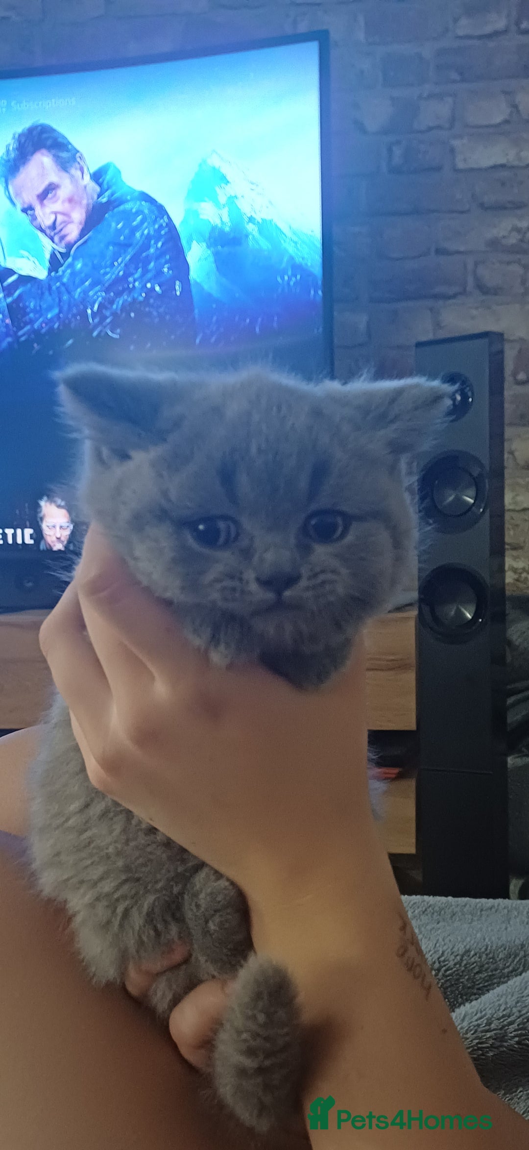 British Shorthair cats for sale: British Shorthair  - Image 31