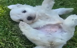 Maltese dogs for sale: 💙 Adorable Maltese Puppies for Sale - Image 1