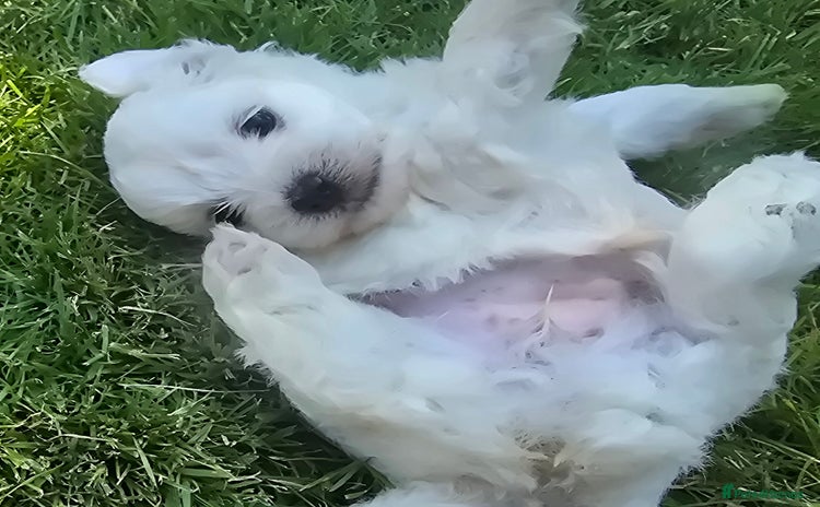Maltese dogs - Advert 1