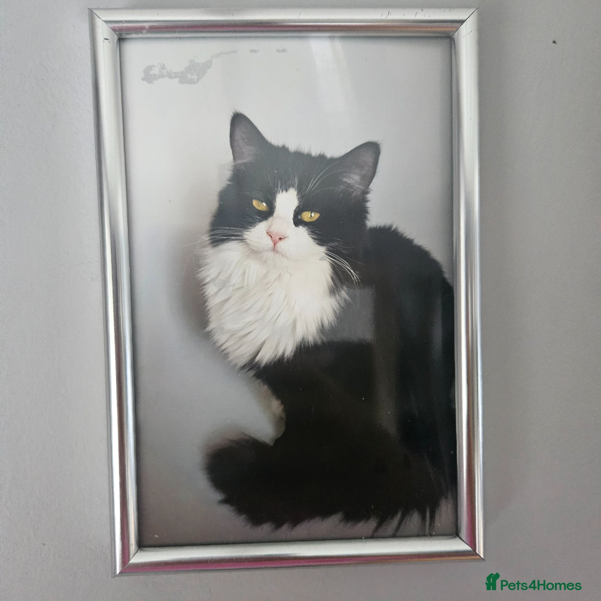 Mixed Breed cats Sweets cats looking for a good house - Advert 1