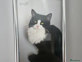 Mixed Breed cats Sweets cats looking for a good house - Advert 3