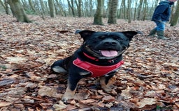 Rottweiler dogs for stud: Rottweiler cross for stud - Image 15