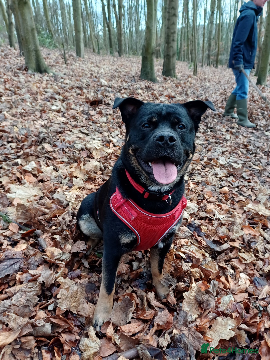 Rottweiler dogs for stud: Rottweiler cross for stud - Image 15