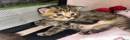 Mixed Breed cats for sale: Ragamuffin X ragdoll - Advert 3