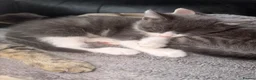 British Shorthair cats for sale: 2 kittens for sale 1male 1 female  - Advert 24