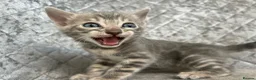 Bengal cats for sale: Gorgeous litter of TICA registered bengal kittens  - Advert 31