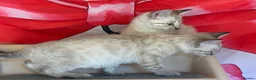 Bengal cats for sale: Blue eyed snow bengals  - Advert 3