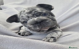 French Bulldog dogs for sale: 💖registered champion bloodline french bulldogs💖 - Image 7
