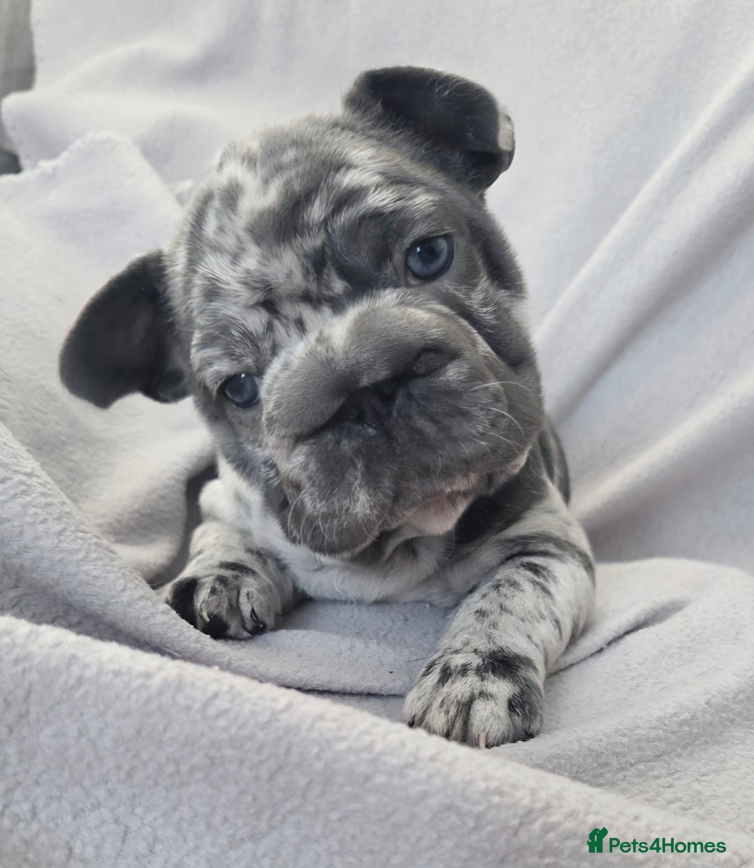 French Bulldog dogs for sale: 💖registered champion bloodline french bulldogs💖 - Image 7