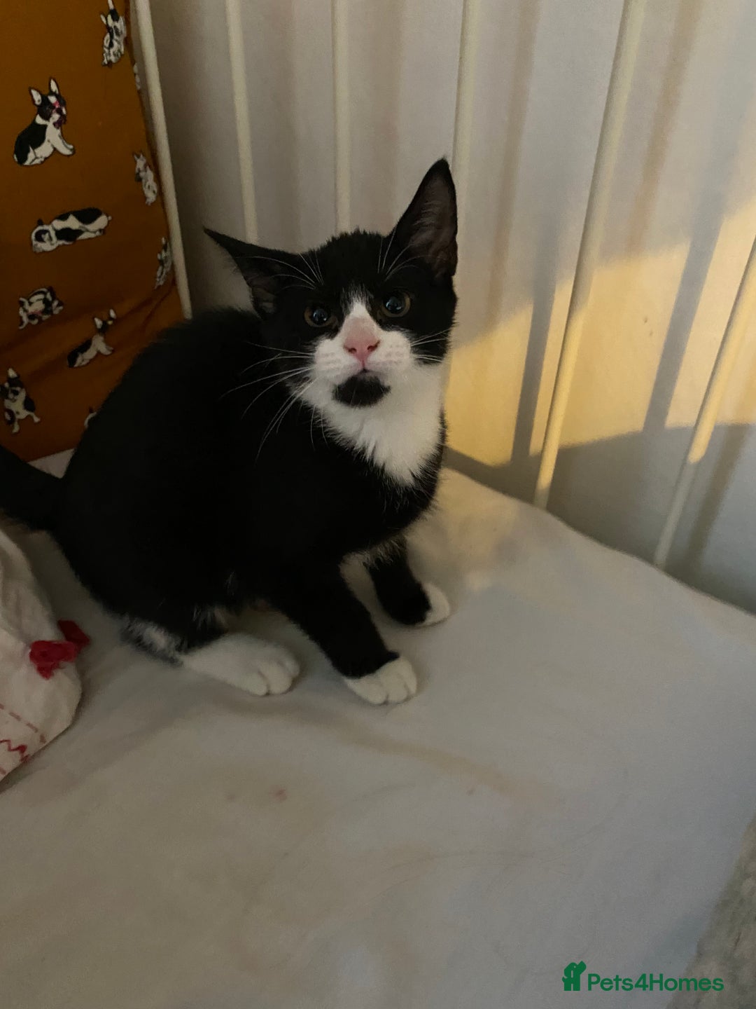Mixed Breed cats for sale: Friendly kittens looking for homes ! - Image 3