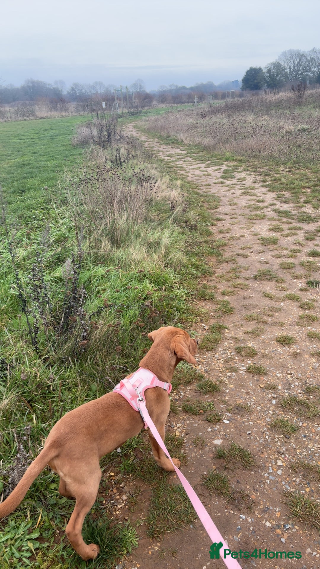 Labrador Retriever dogs for sale: Red Fox Beautiful 18 week old Lab - Advert 3