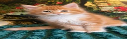 Maine Coon cats for sale: Maine Coon Kittens World Champion Bloodlines - Advert 7