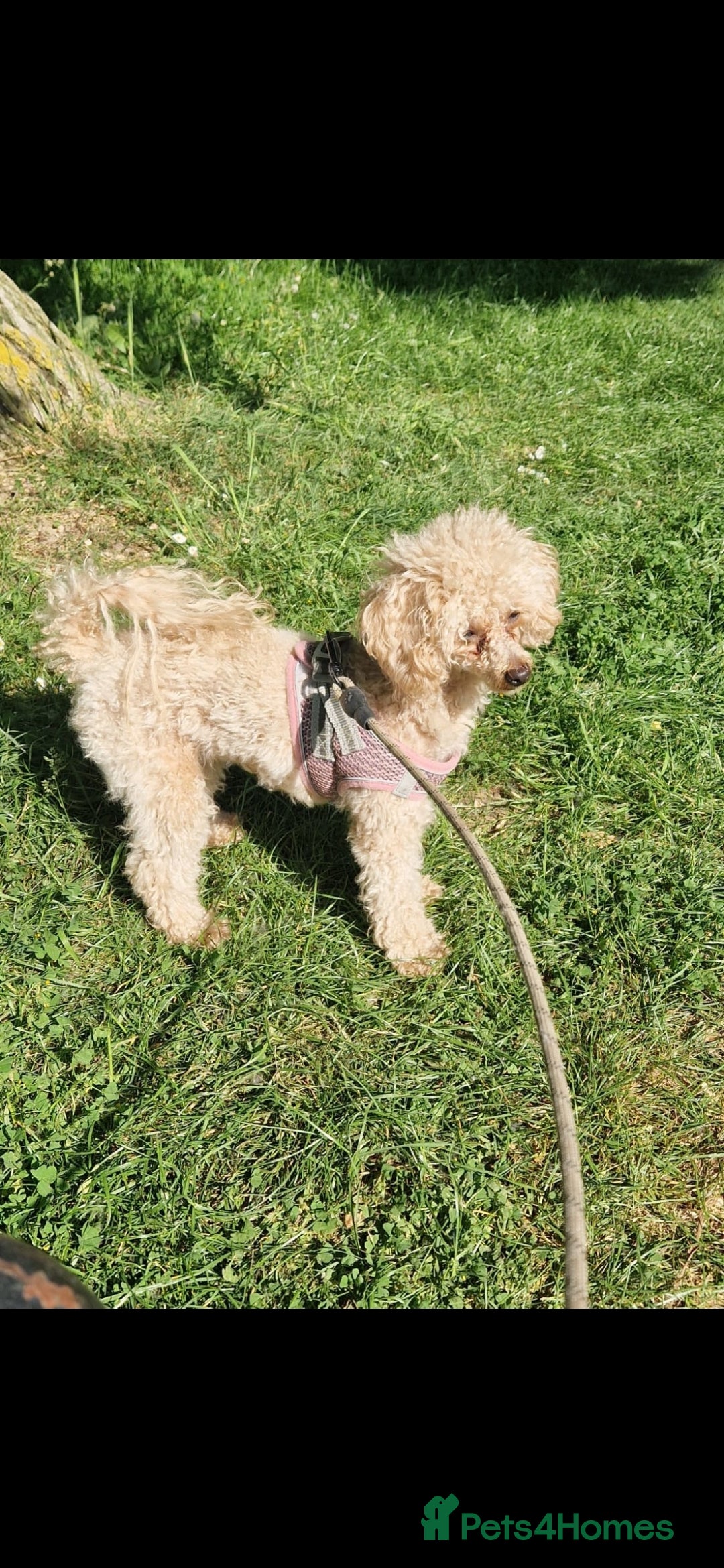 Toy Poodle dogs for sale: Deep red gorgeous Toy poodle boy - Image 8