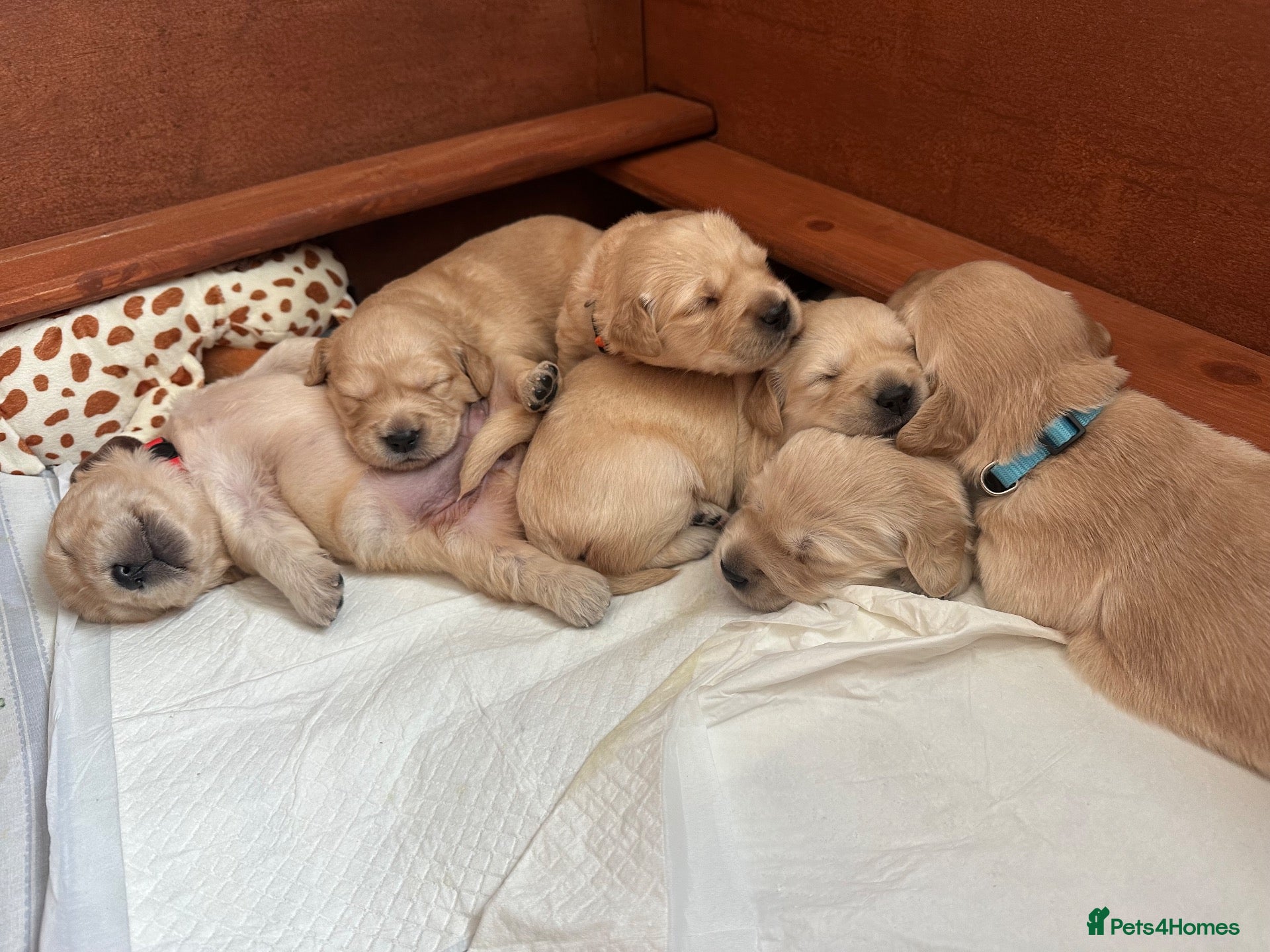 Golden Retriever dogs KC Registered Golden Retriever Puppies  - Advert 3
