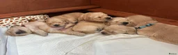 Golden Retriever dogs for sale: KC Registered Golden Retriever Puppies  - Advert 1
