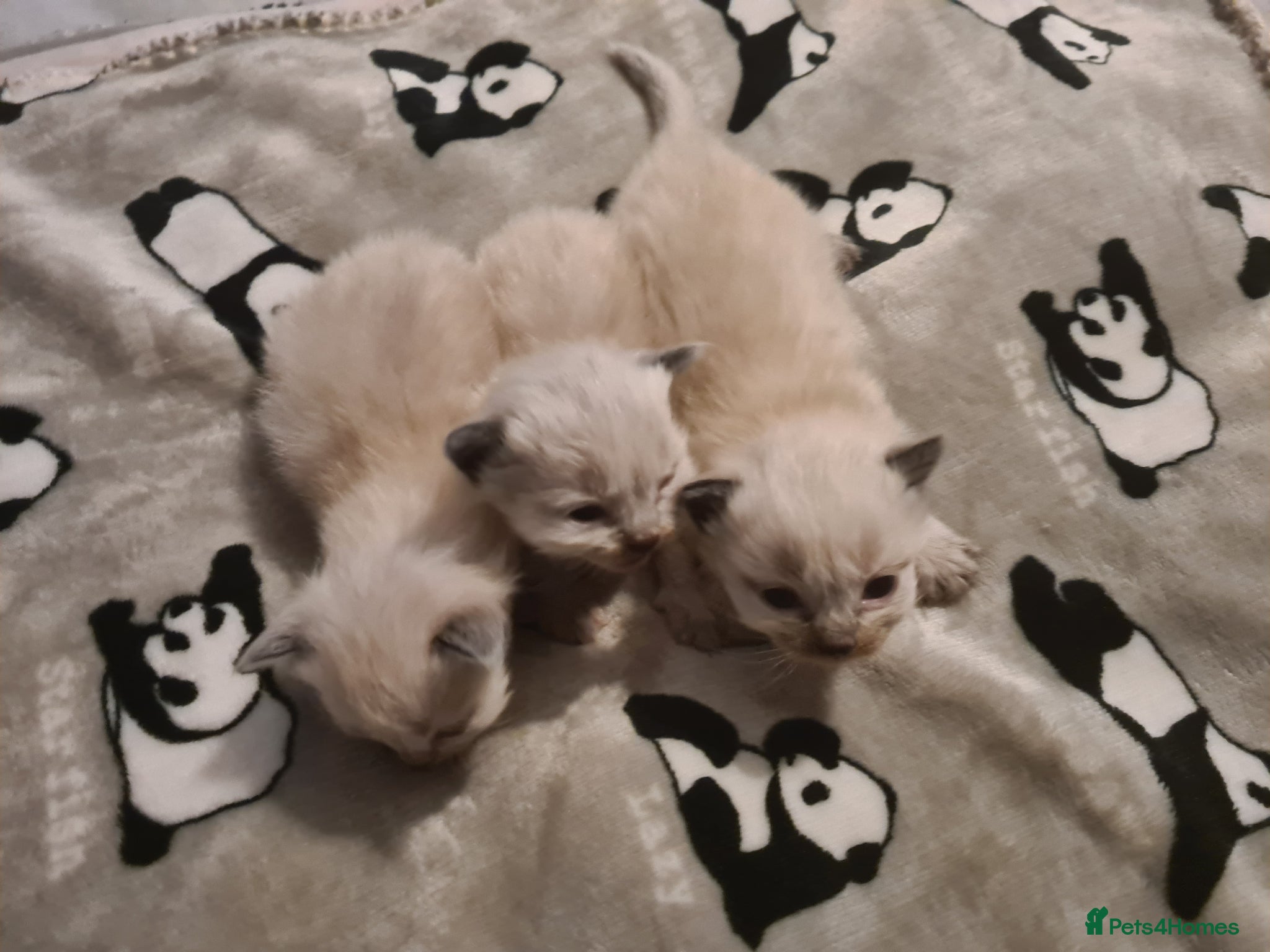 Ragdoll cats Ragdoll litter  - Advert 2