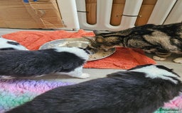 Border Collie dogs for sale: B. C. Puppies black and white kc reg - Advert 17