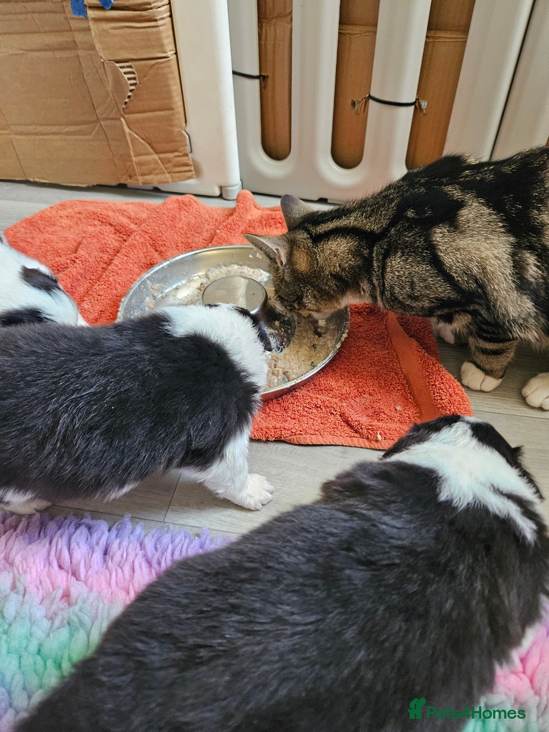 Border Collie dogs for sale: B. C. Puppies black and white kc reg - Advert 17