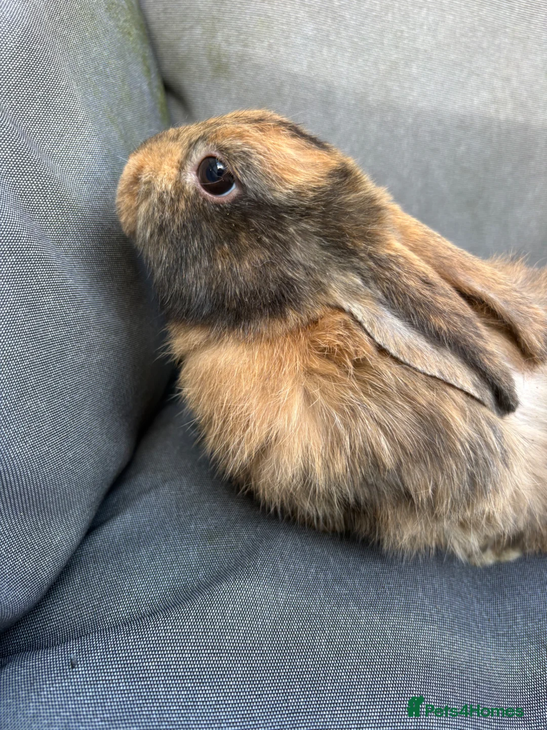 Rex rabbits for sale: Mixed gender Rex rabbits for sale - £35 each - Advert 2