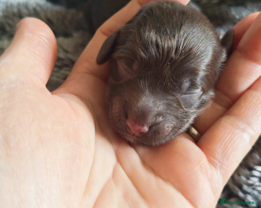 Cockapoo dogs for sale: Cockapoos F1 DNA Health tested patents - Advert 33