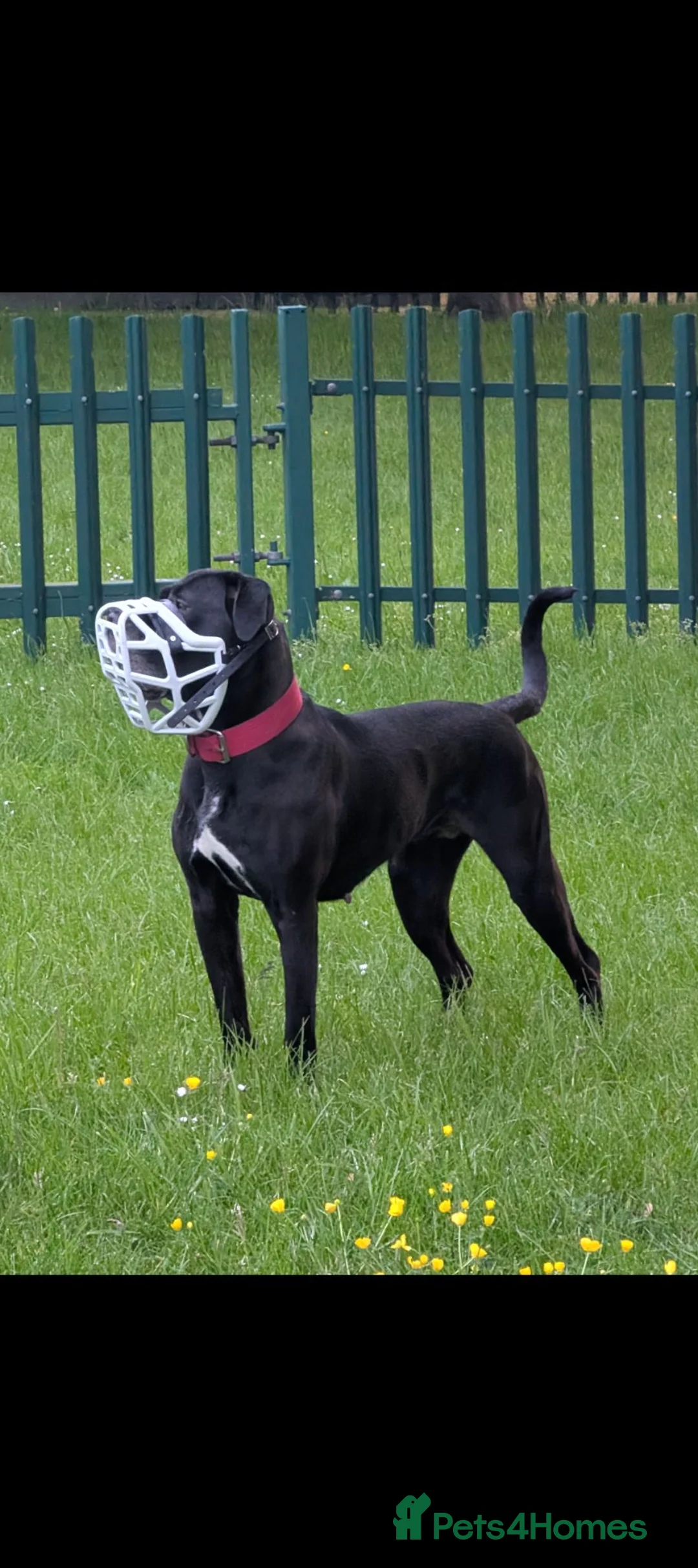 Cane Corso dogs for sale: Cane Corso Female *READ DESCRIPTION* - Advert 10