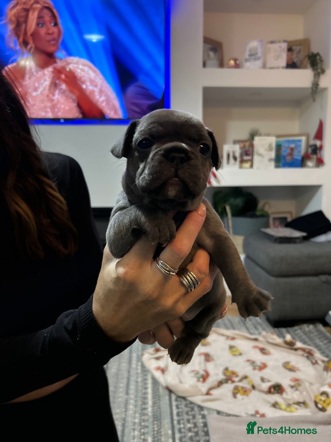 French Bulldog dogs for sale: Top quality French bulldog pups - Advert 20