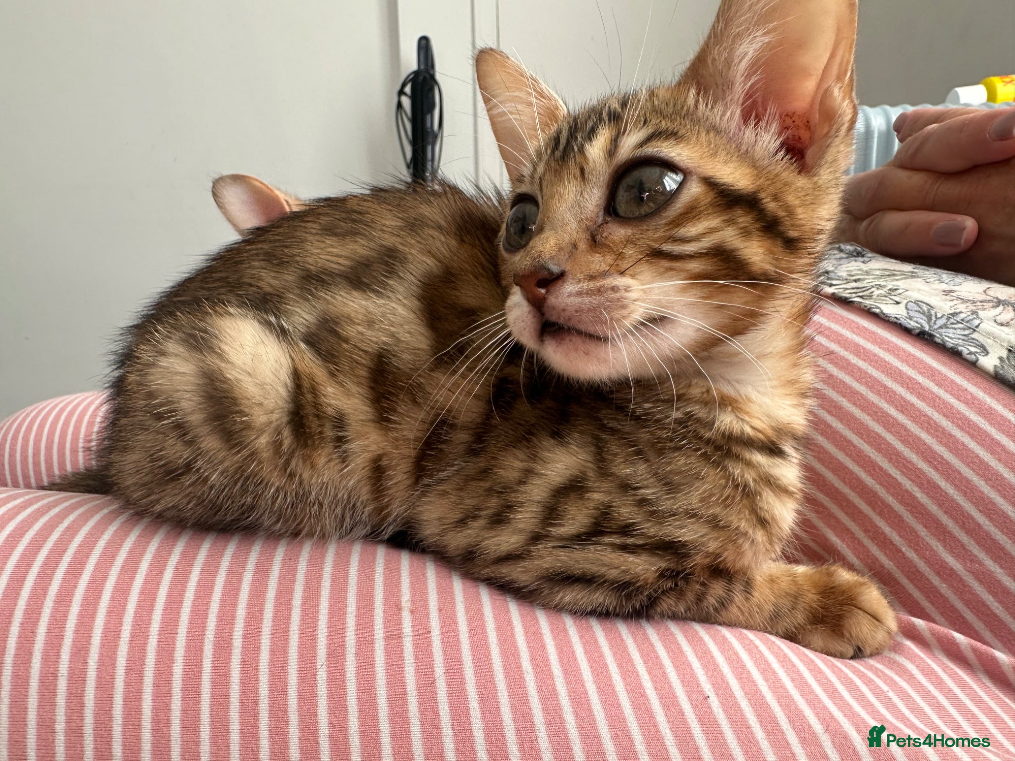 Bengal cats Stunning Bengal girl - Advert 1