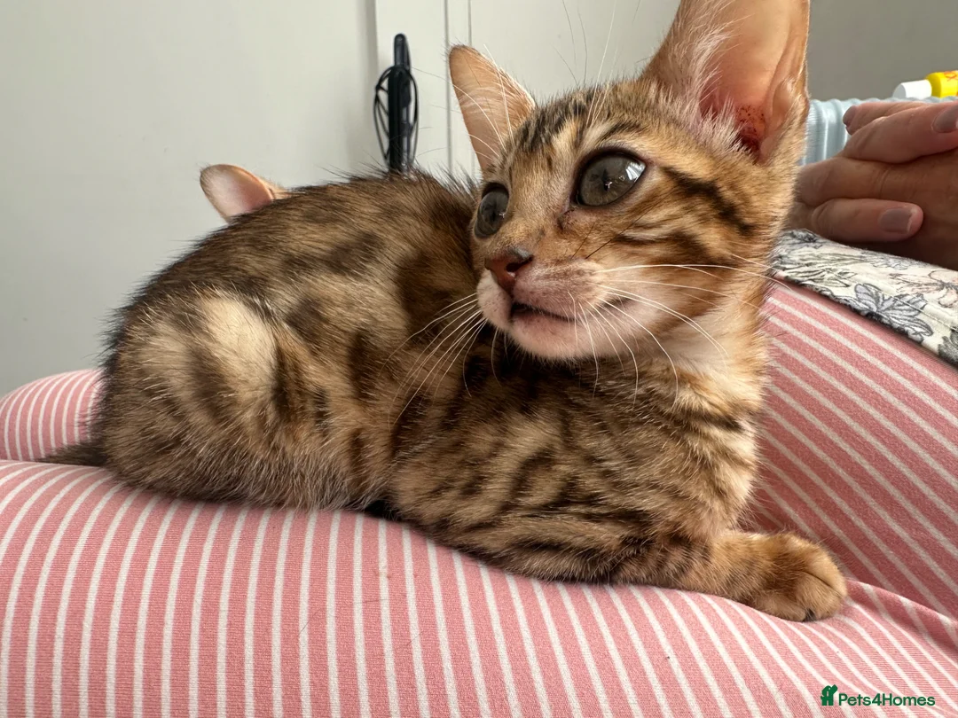 Bengal cats for sale: Stunning Bengal girl - Advert 1