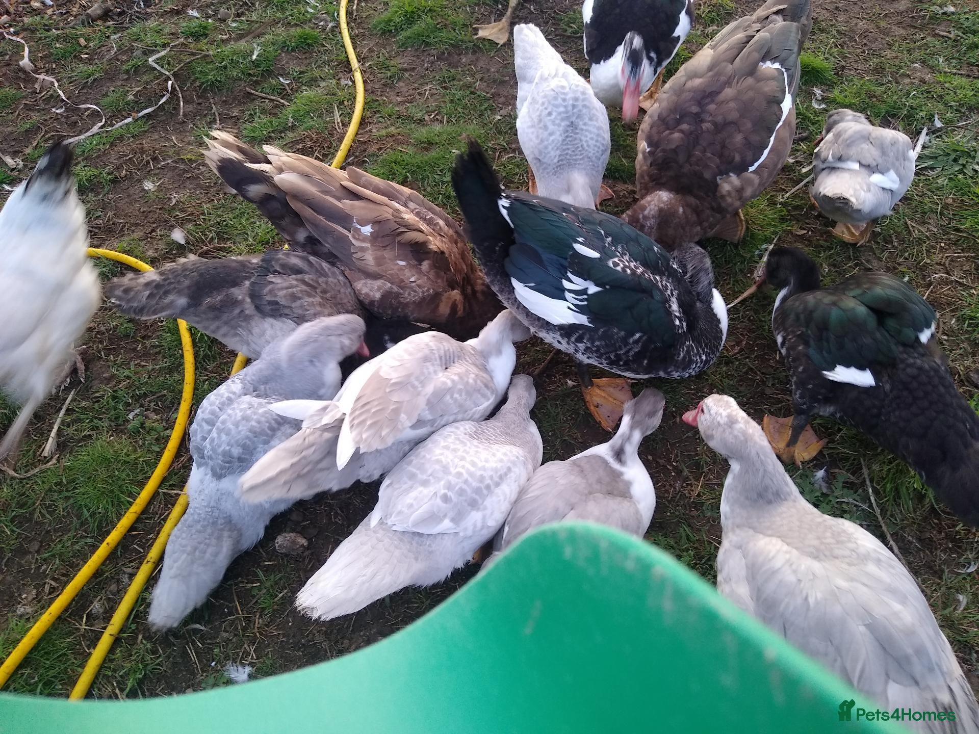 Ducks poultry 5 x muscovy females this years hatch - Advert 16