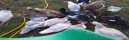 Ducks poultry for sale: 5 x muscovy females this years hatch - Advert 1