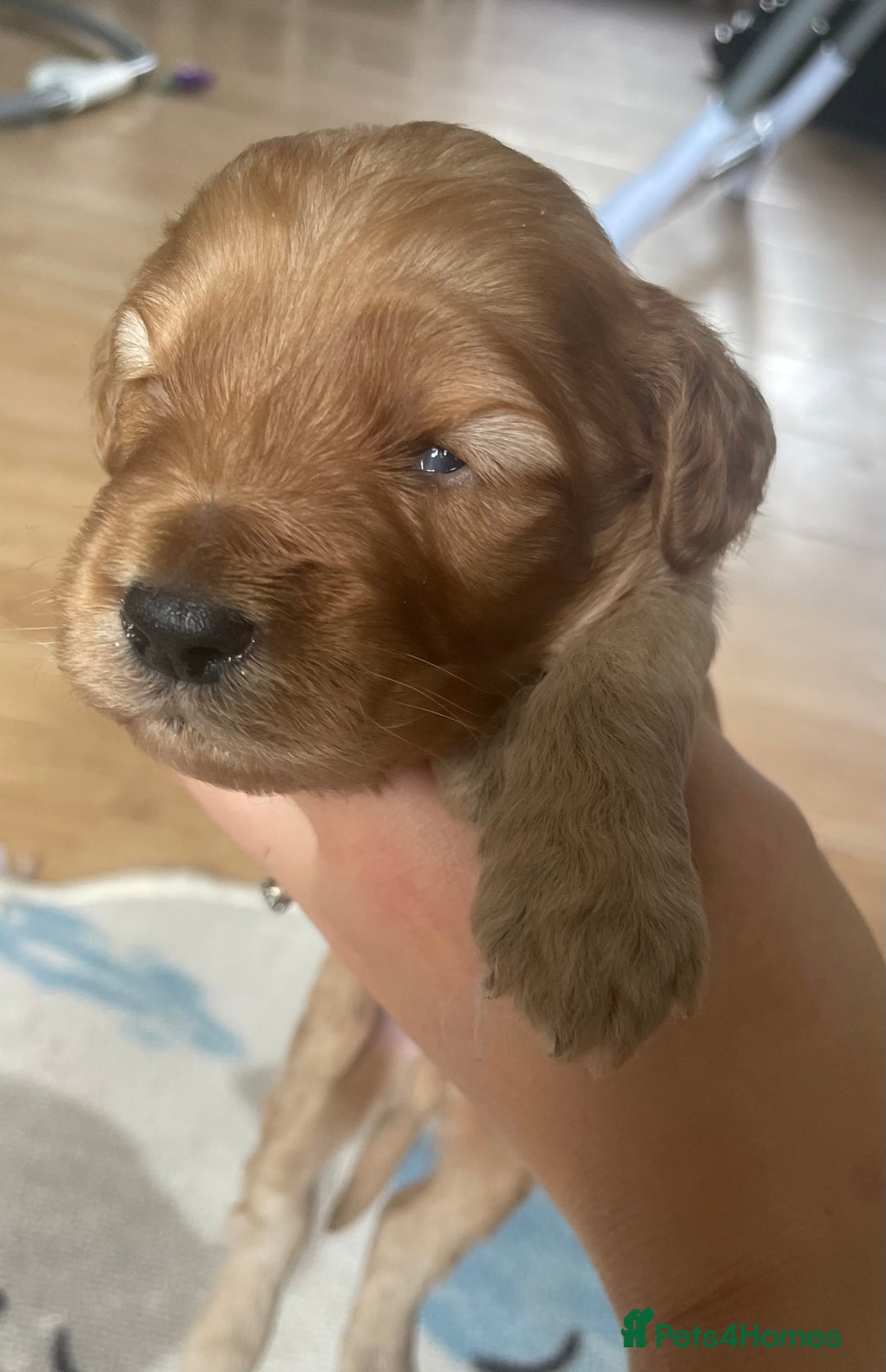 Cockapoo dogs for sale: Toy cockapoos f2b 5 gorgeous teddy bears - Image 4