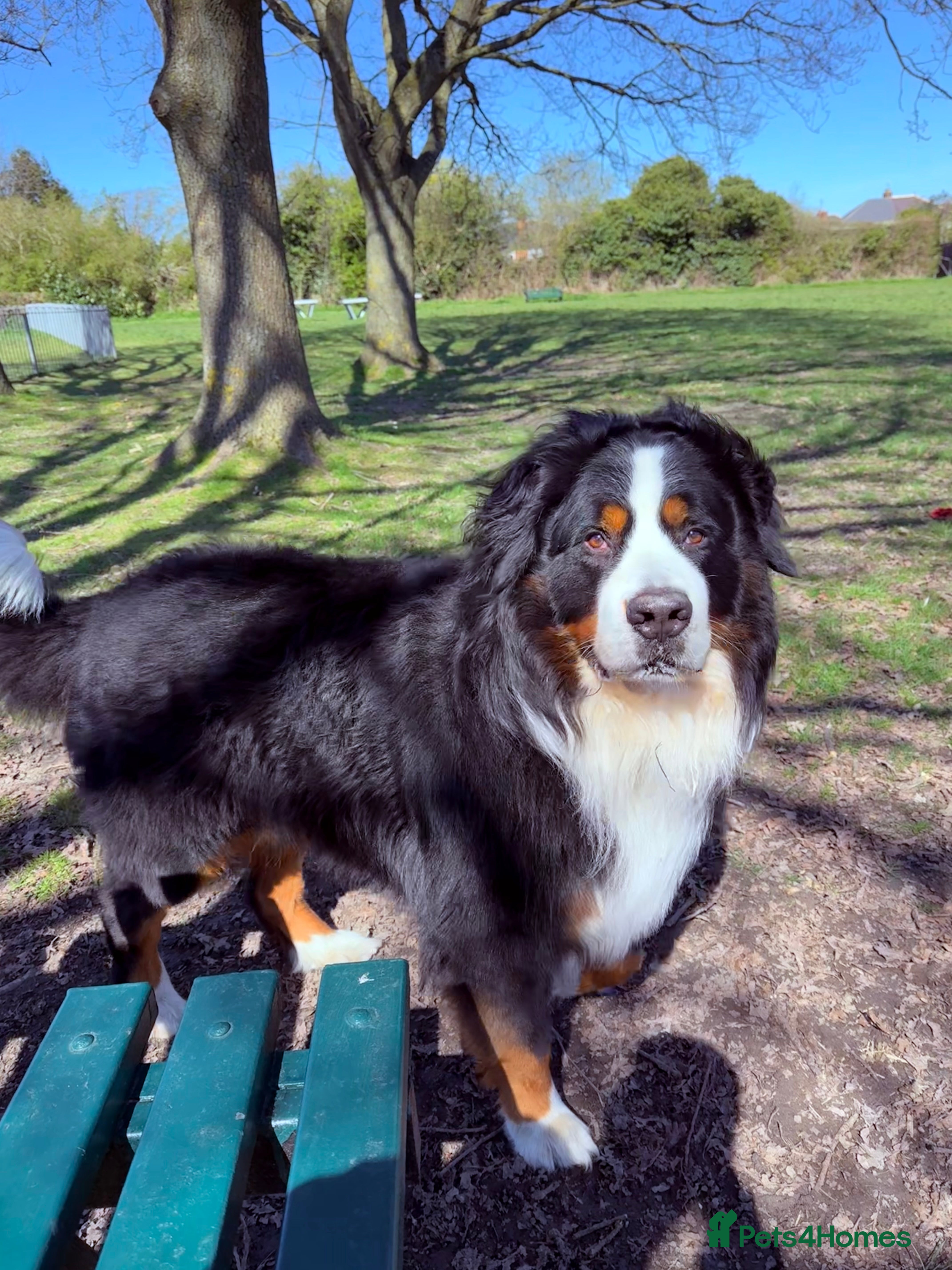 Bernese Mountain Dog dogs Proven Bernese Mountain Dog available for stud in Solihull - Advert 3