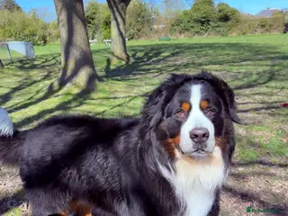 Bernese Mountain Dog dogs Proven Bernese Mountain Dog available for stud in Solihull - Advert 11