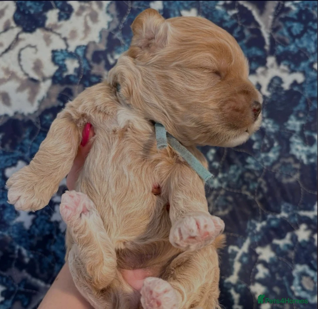 Cockapoo dogs for sale: Cockapoo puppies for sale - Advert 11