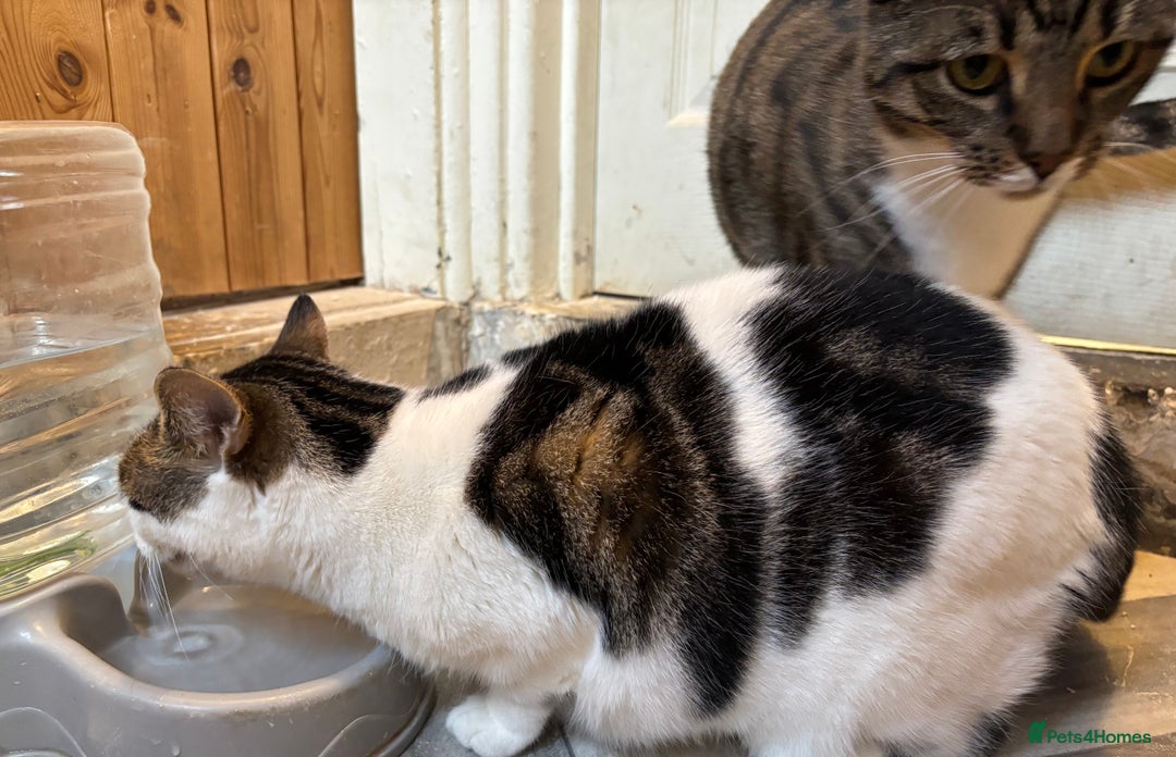 Mixed Breed cats for sale: Two beautiful cats - Image 8