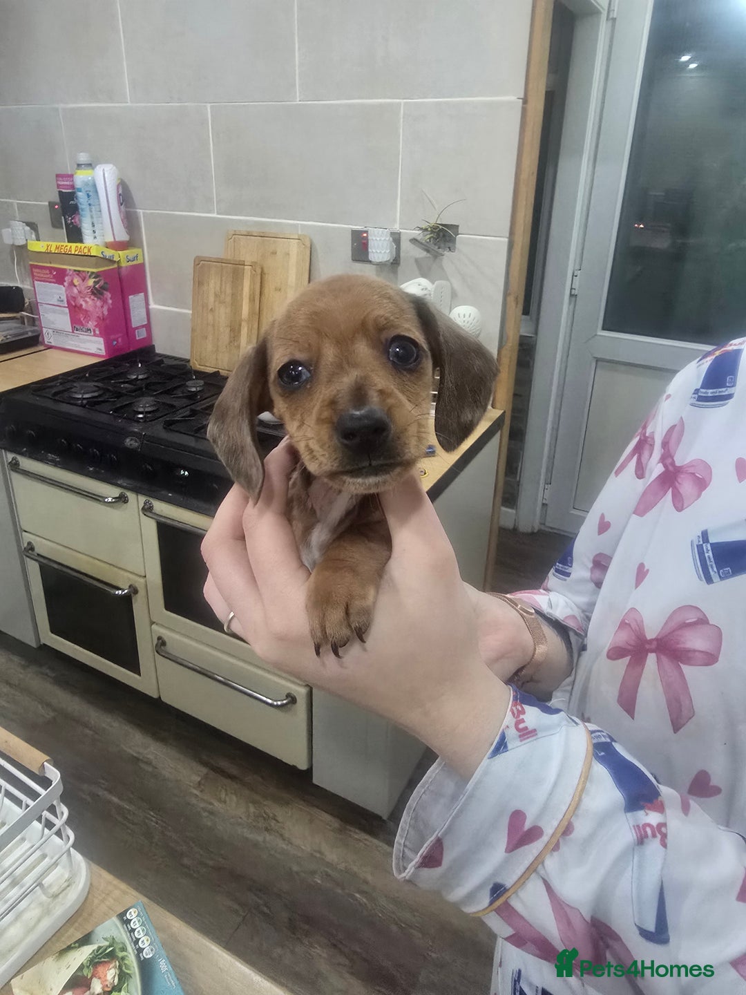 Dachshund dogs for sale: Dachsund puppies for sale  - Advert 5