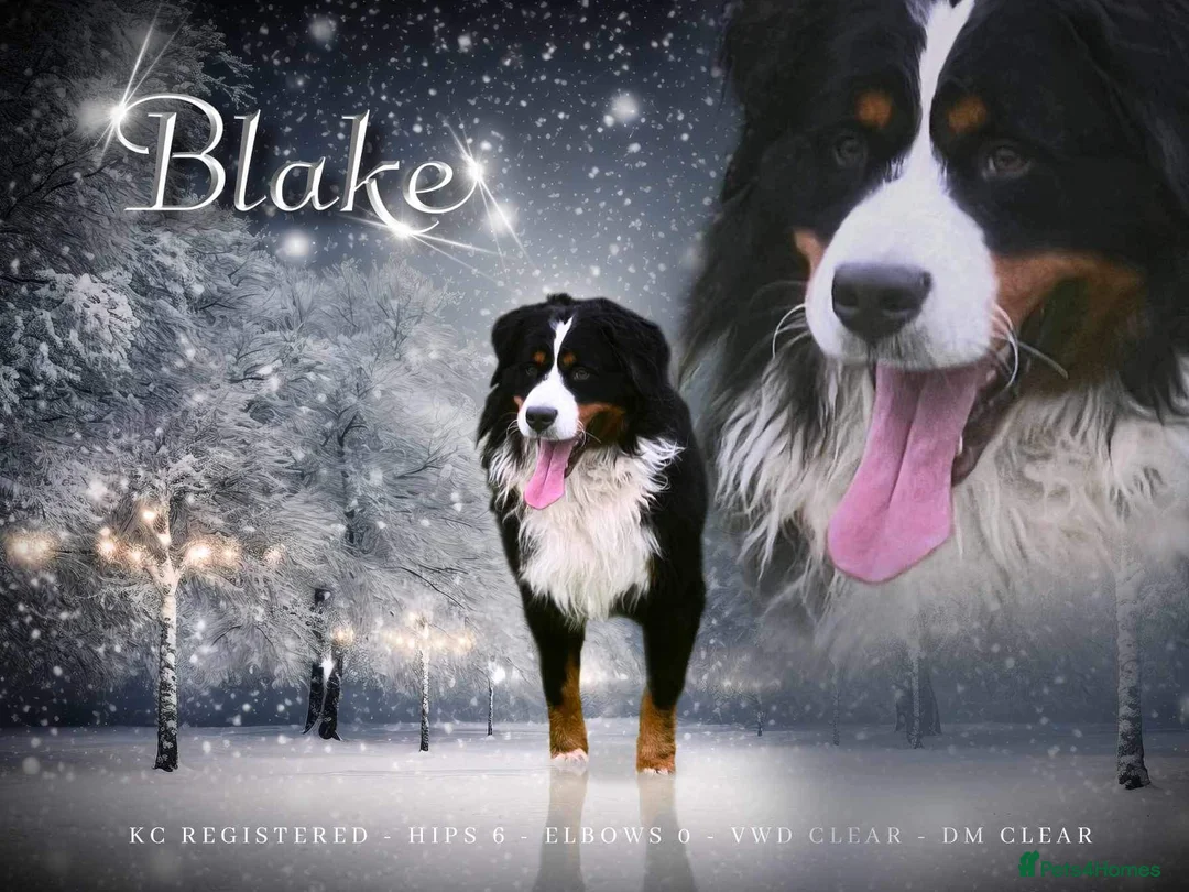 Bernese Mountain Dog dogs for stud: For stud dna tested Bernese mountain dog for stud  in Market Drayton - Advert 14